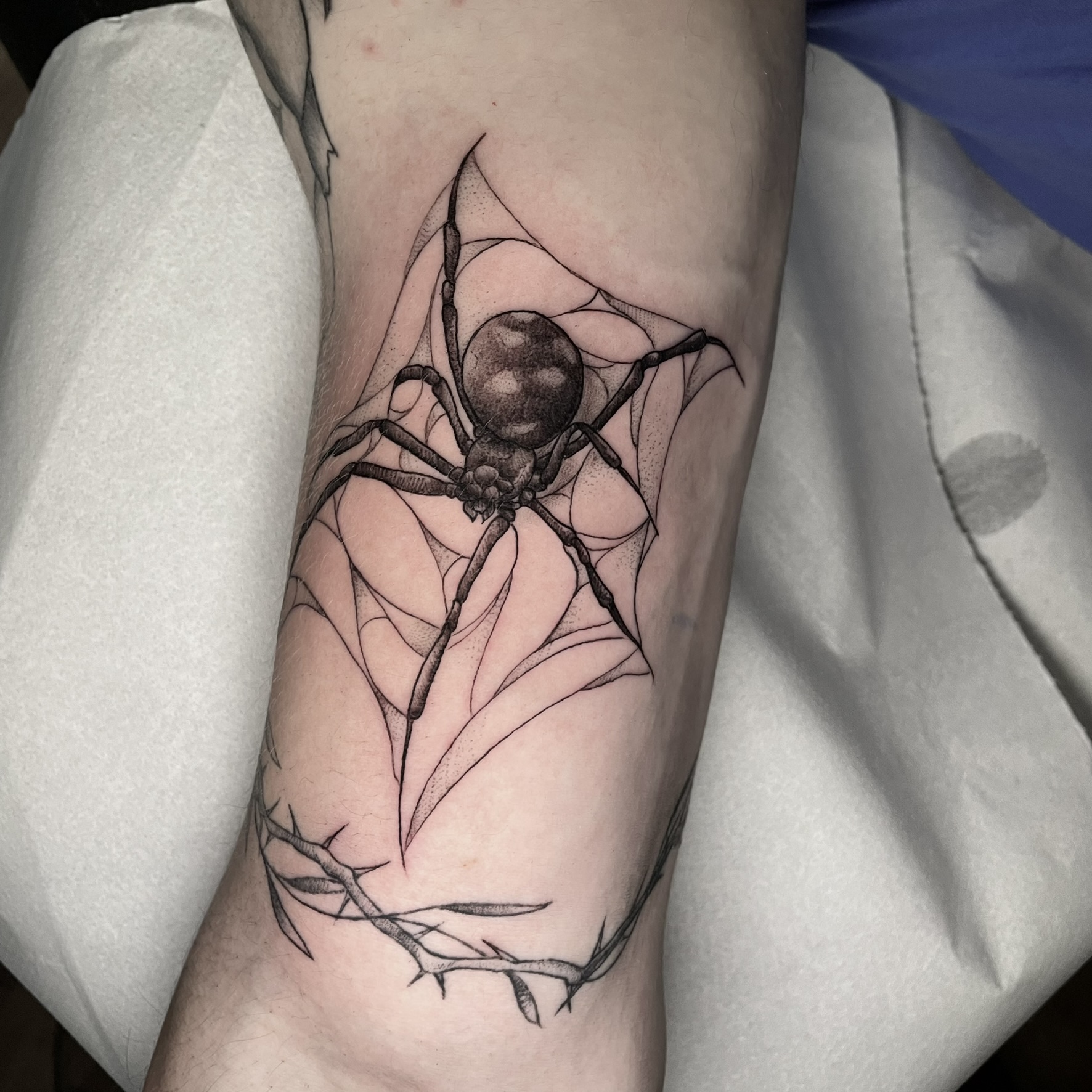 Spider