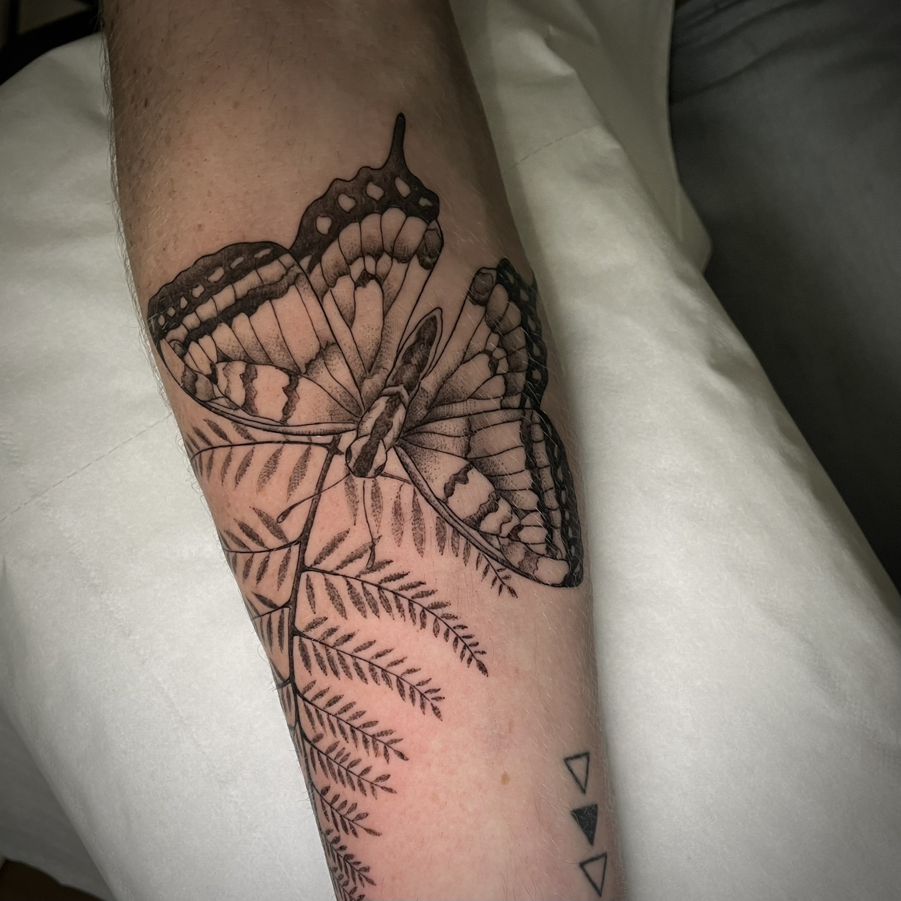 butterfly 1