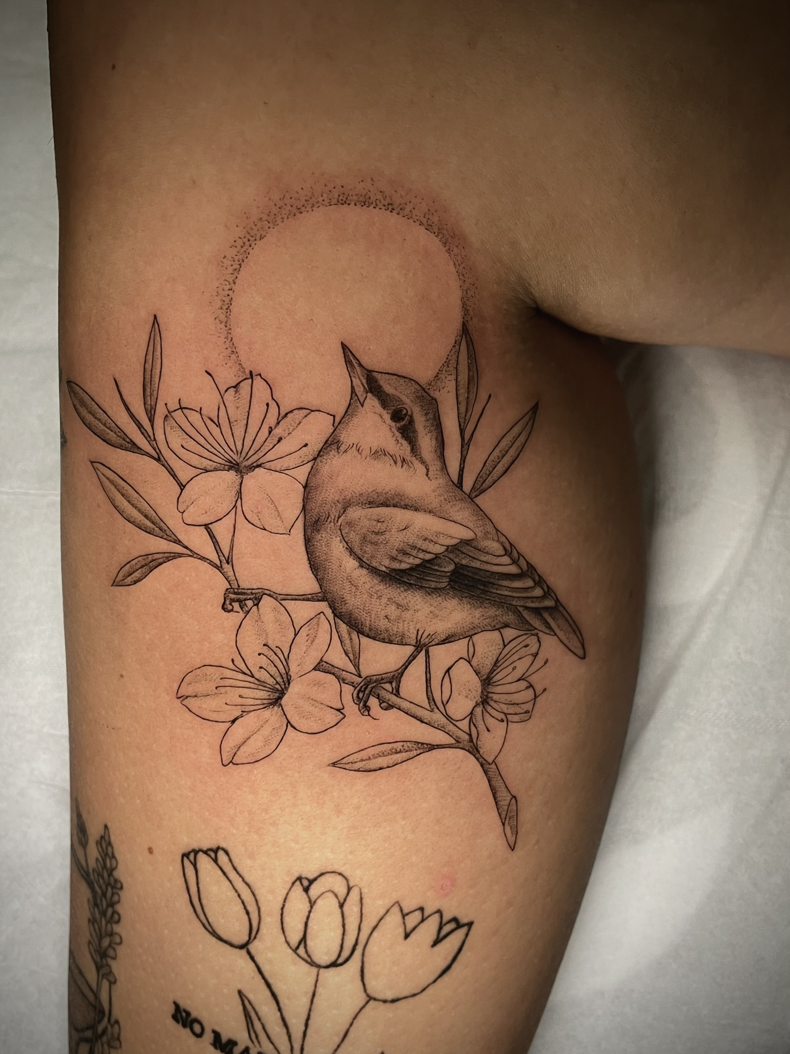 little bird